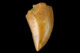 Serrated, Raptor Tooth - Real Dinosaur Tooth #160024-1